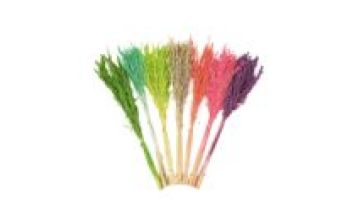 A New Store Opened: Avena Chinensis - Top Choice for Natural Dried Flower Oats in Bouquet Decor1