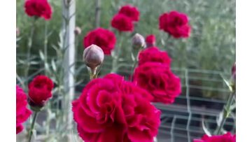 Single-headed Carnation red silk
