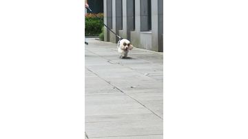 portable dog water bottle for travel and home use