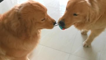 voice leakage of the ball for dog