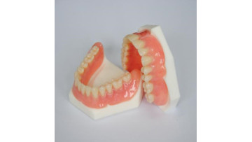 3d Model Print,Straight Teeth Clear