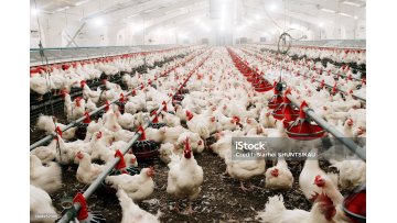Cage free poultry system