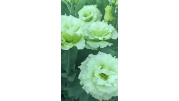 Green Lisianthus Yunnan flower export