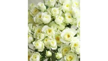 Warm Jade rose