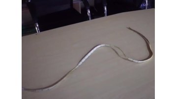 COB LED flexible strip cool white