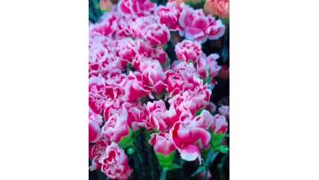 Smile Carnation