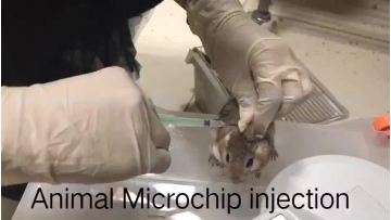 8 * 1.4mm microchip & syringe for animal  ID smart tracking management1