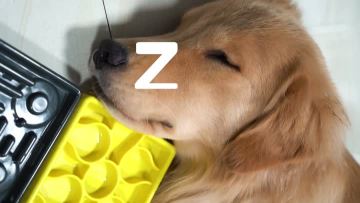 Multi-function removable licking plate for dogs