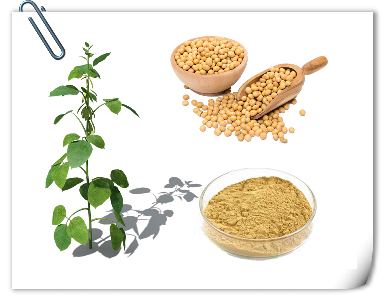 Soybean Isoflavones