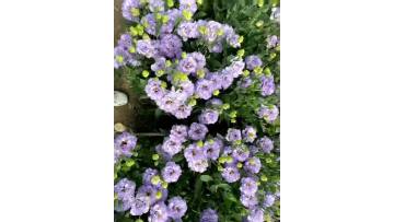 Farm Direct Bulk Fresh light purple Lisianthus Cut Flowers for Event