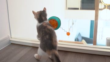 toys for cat Gyro funny