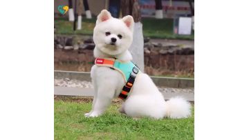 Best Performance Dog Harness