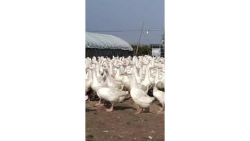 Our gooses farm