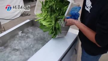 TS-X300 Commercial and Industrial Vegetable Cleaner Machine