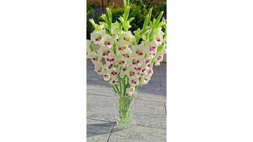 Catherine Gladiolus Cut Flowers for Wholesale Floral Design