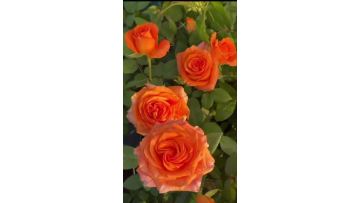 Kings Day Rose Farm