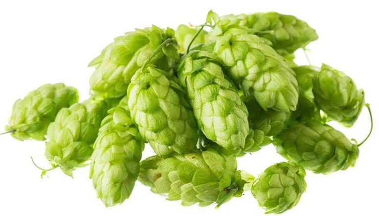 Hops
