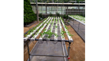 NFT Hydroponic Systems for Lettuce and Herbs1