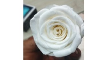 Factory Supply Grade Stabilized Eternity Rose Heads, White, 4-5cm, Preserved Roses from Kunming1