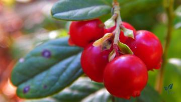 Cranberry Powder