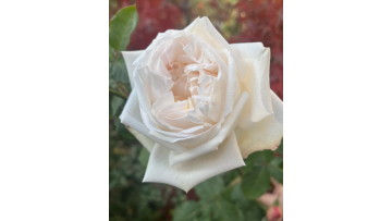 White O'Hara Rose