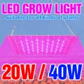 20W 40W Full Spectrum Phyto Light LED Grow Lamp Flower Hydroponics Plants Growth Box US UK EU 220V Seed Cultivation Green House