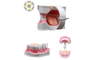 Dental Model with 2X Magnification for Teaching Presentations1