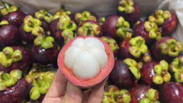 Mangosteen powder