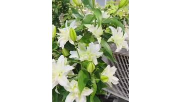 Double Chardonnay Lily