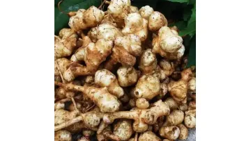 Light Yellow Skin Slight Texture Firm Flesh Strong Aroma Organic Fresh Yellow Ginger1