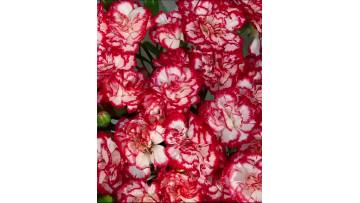Dance tune spray carnation