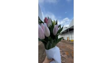 Red Ribbon Double Spray Lily