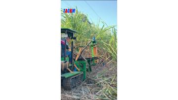 sugarcane cutting machine