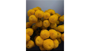 Lemon Yellow Pompon cut flower