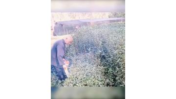 绿篱机.mp4