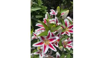 Smiley Single-petal Lily