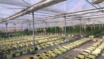 Agricultural Glass greenhouse Tomato Hydroponic Greenhouse Strawberries Hydroponic Growing System1