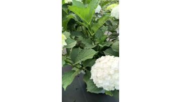 Premium Double White Hydrangea Fresh Cut Flowers for Wedding Decor