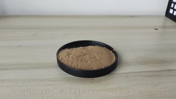 Cordyceps Militaris Extract 90% Polysaccharide Powder