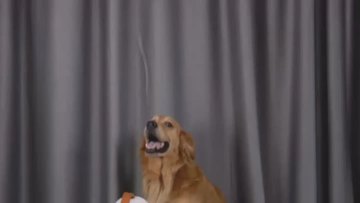 Pet hair force dryer 