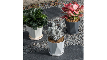 green plant potted succulent creative flowerpot