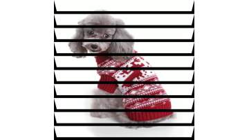 pet clothing industry