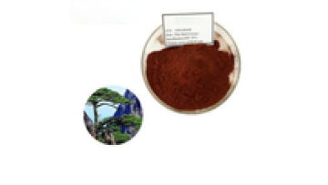 Chinese EU Organic Wellgreen Pine Bark Extract OPC1