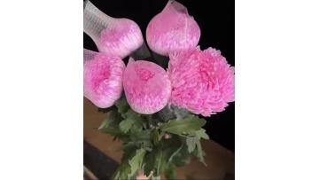 light pink peony chrysanthemum
