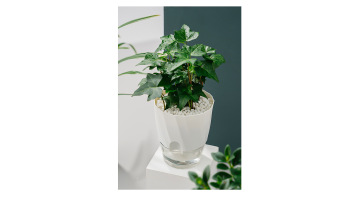 Lazy green dill plant self-absorbing small flower 