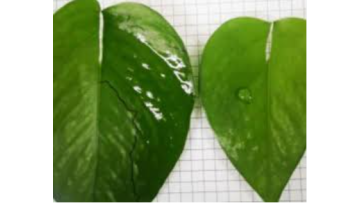 Agricultural silicone adjuvant