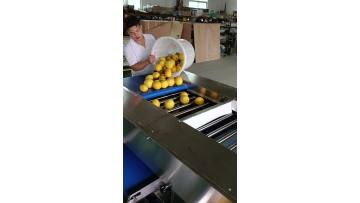 Orange sorting machine