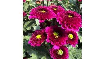 Kundi Pompon spray Mum