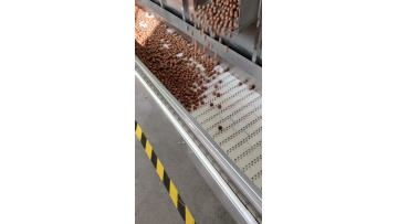 Macadamia nut Sawing Workshop