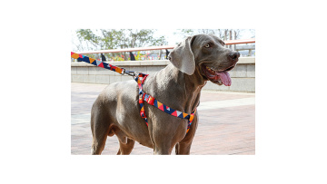 Dog leash black